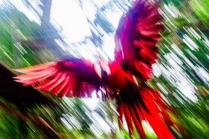 Arara vermelha - LB Fotografia